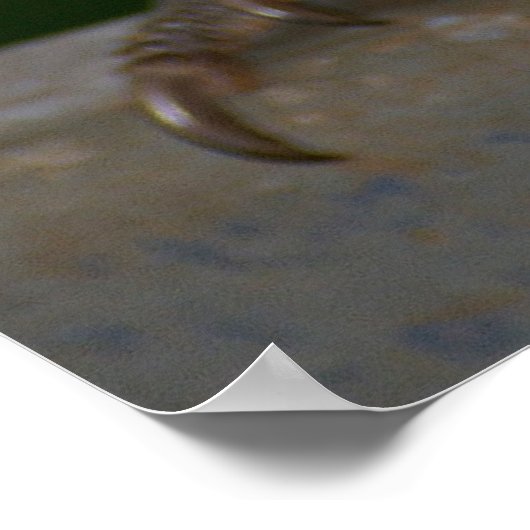 Regenboogloriket Poster (Hoek)