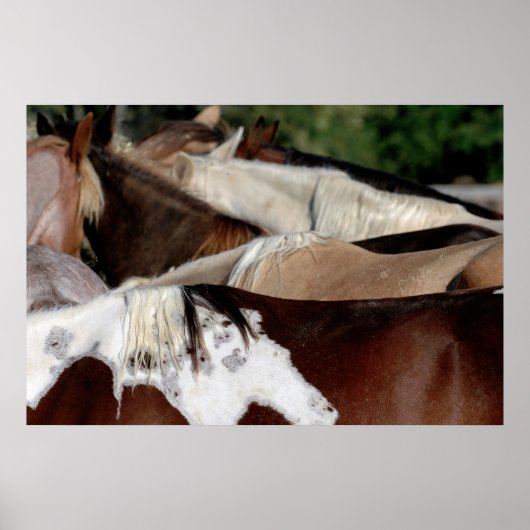 Regenboogpaarden Poster (Voorkant)