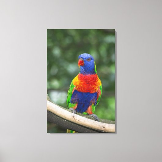 Regenboogparkiet Portret Canvas Afdruk (Voorkant)