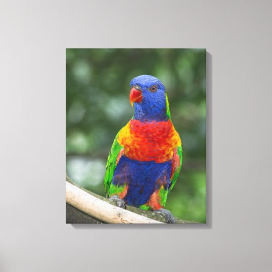 Regenboogparkiet Portret Canvas Afdruk (Voorkant)