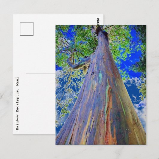 Regenboogpolie Briefkaart (Voorkant / Achterkant)