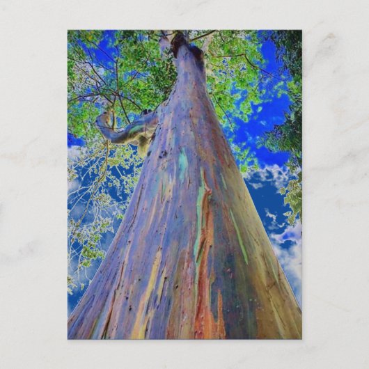 Regenboogpolie Briefkaart (Voorkant)