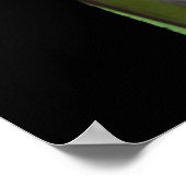 Regenboogpoliepen-1 Poster (Hoek)