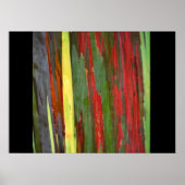 Regenboogpoliepen-1 Poster (Voorkant)