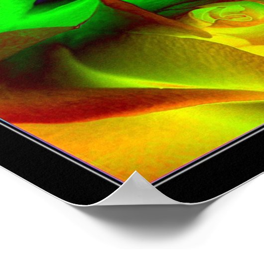 Regenboogroos Poster (Hoek)