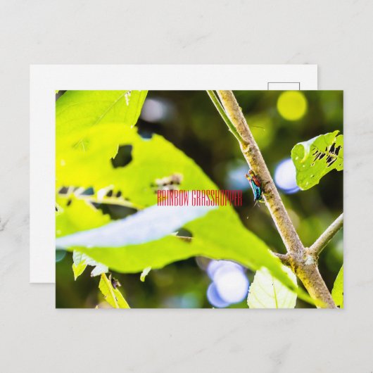 Regenboogsprinkhaan Briefkaart (Voorkant / Achterkant)