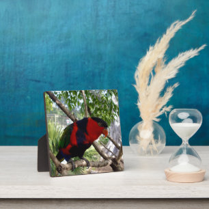 Regenboogveren: Mooie Australische Lorikeet, Fotoplaat