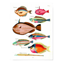 Regenboogvis en vrienden