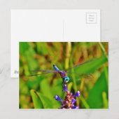 Regenboogvlieg en -bloem briefkaart (Voorkant / Achterkant)