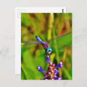 Regenboogvlieg en -bloem briefkaart (Voorkant / Achterkant)