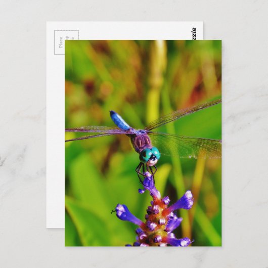 Regenboogvlieg en -bloem briefkaart (Voorkant / Achterkant)