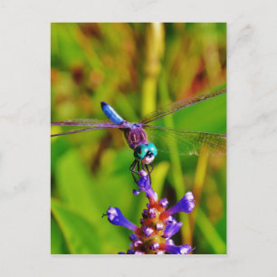 Regenboogvlieg en -bloem briefkaart