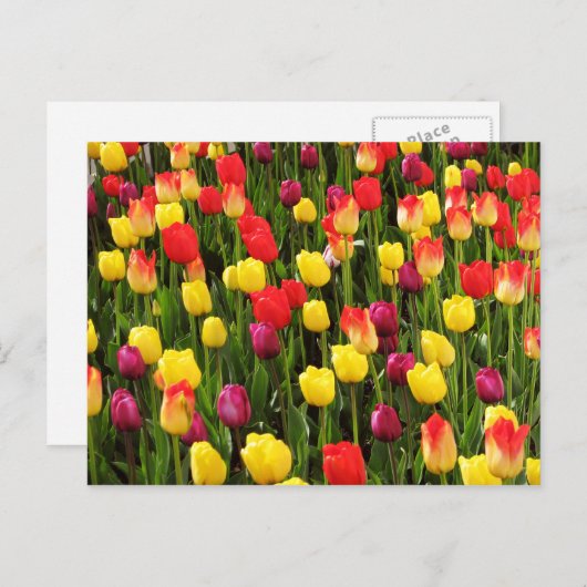 Regenboogvloerbedekking Briefkaart (Voorkant / Achterkant)