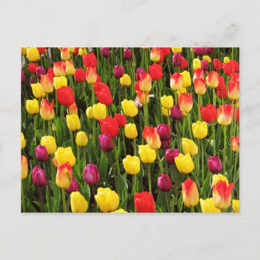 Regenboogvloerbedekking Briefkaart (Voorkant)