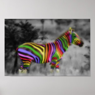 RegenboogZebra Poster