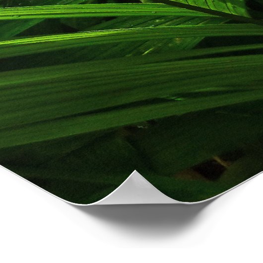 Regenbos Palms Poster (Hoek)