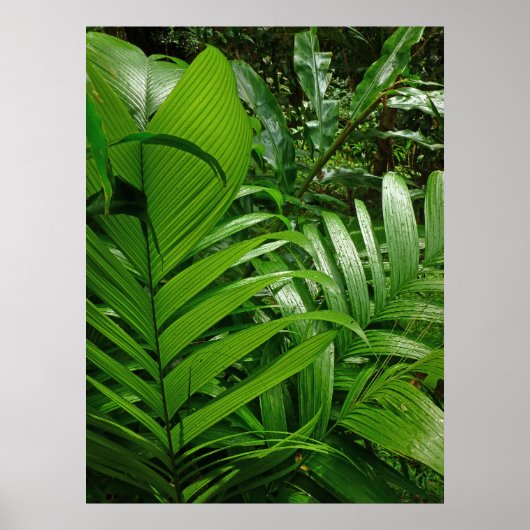 Regenbos Palms Poster (Voorkant)