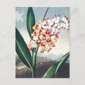 Regency stijl wit geel exotisch bloemendecor briefkaart (Voorkant)