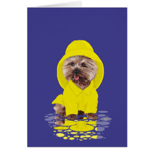 Regendag Cairn Terrier