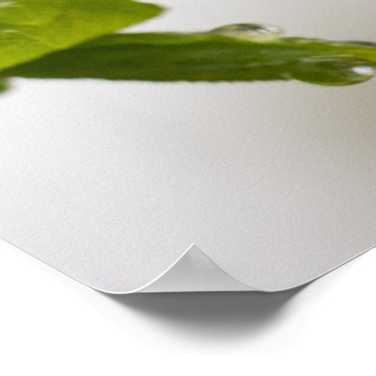 Regendruppel (mat) poster (Hoek)