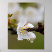 Regendruppel Poster Papier (Matte) (Voorkant)