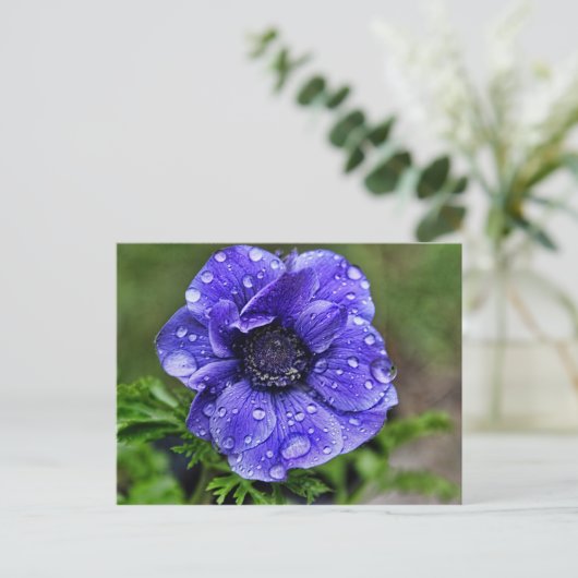 Regendruppelanemoon Briefkaart (Staand voorkant)