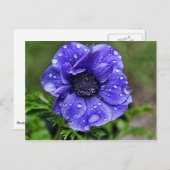 Regendruppelanemoon Briefkaart (Voorkant / Achterkant)