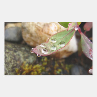 Regendruppels op blad rechthoekige sticker