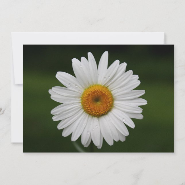 Regendruppels op Bloemblaadjes (Voorkant)