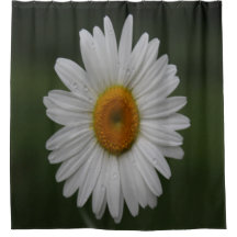 Regendruppels op Bloemblaadjes