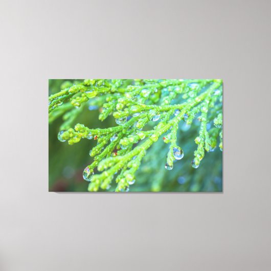 Regendruppels op ceder canvas afdruk (Voorkant)