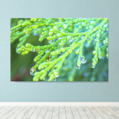 Regendruppels op ceder canvas afdruk (Insitu (Houten vloer))