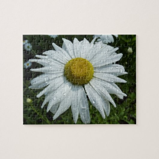 Regendruppels op Daisy II wilde bloem bloem Legpuzzel (Horizontaal)