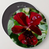 Regendruppels op driekleurig viooltje ronde button 6,0 cm (Voorkant /achterkant)