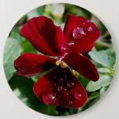 Regendruppels op driekleurig viooltje ronde button 6,0 cm (Voorkant)