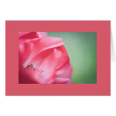 Regendruppels op een roos (Voorkant Horizontaal)