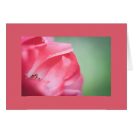 Regendruppels op een roos