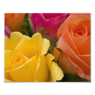 Regendruppels op Geeloranje en Roze Rozen Foto Afdruk