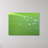 Regendruppels op groene blad fotografie canvas afdruk (Voorkant)