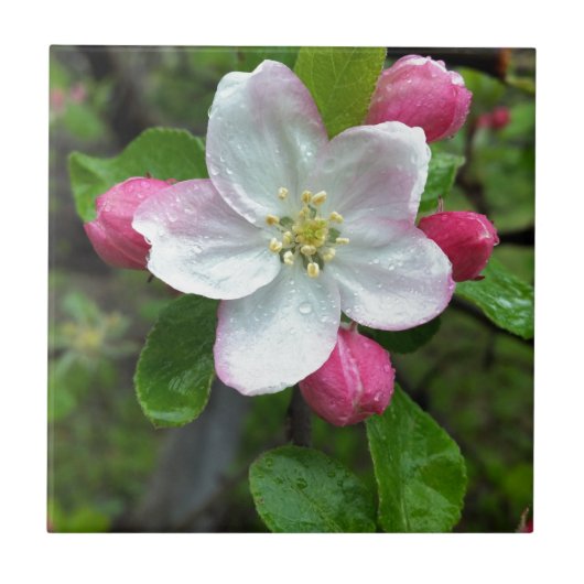 Regendruppels op kleine bloemen tegeltje (Voorkant)