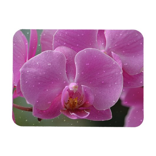 regendruppels op orchideeën magneet (Horizontaal)