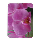 regendruppels op orchideeën magneet (Verticaal)