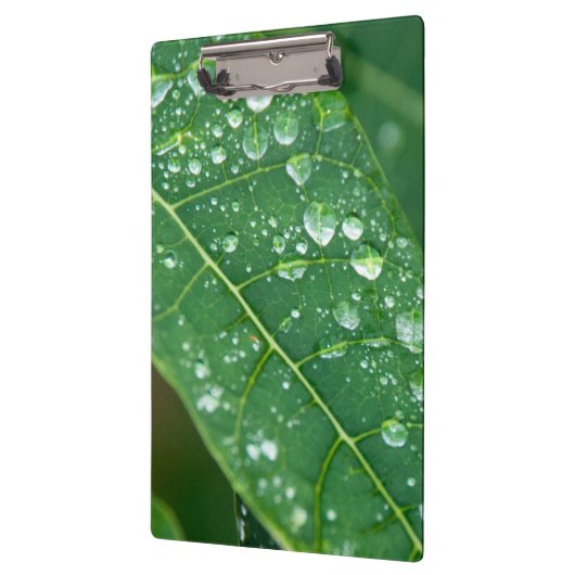 Regendruppels op Papaya Leaf Klembord (Links)