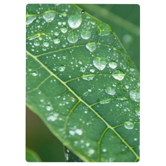 Regendruppels op Papaya Leaf Klembord (Achterkant)