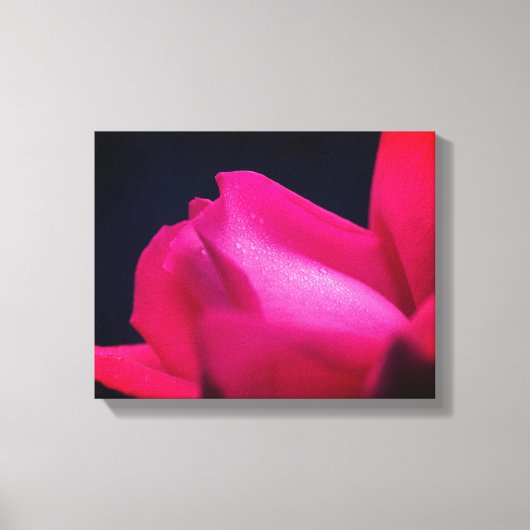 regendruppels op rode rosebud canvas afdruk (Voorkant)