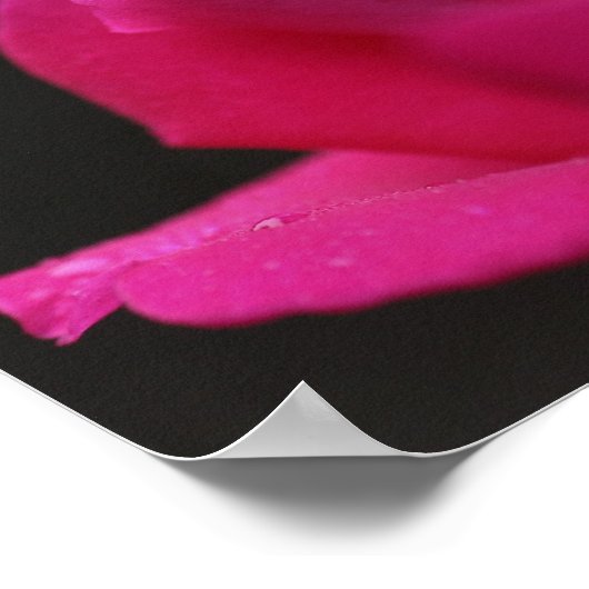 regendruppels op rode rosebud poster (Hoek)