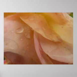 Regendruppels op Roze Bloemblaadjes Roze Perzik Bl Poster