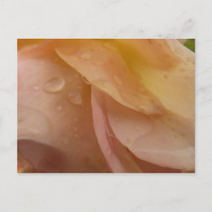 Regendruppels op Rozen bloemblaadjes Roze Perzik B Briefkaart