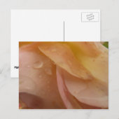 Regendruppels op Rozen bloemblaadjes Roze Perzik B Briefkaart (Voorkant / Achterkant)