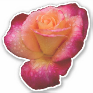 regendruppels op Rozen Sticker